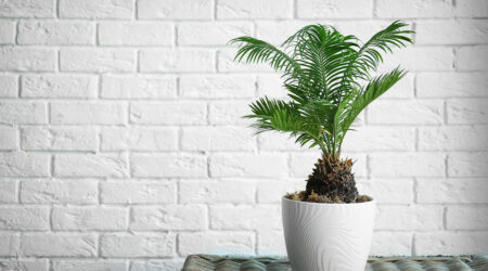 6 household plants that are toxic to dogs