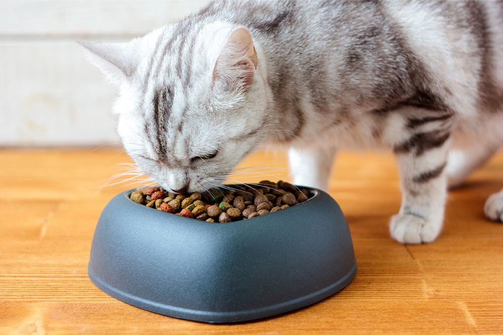 10 Black Friday cat food deals