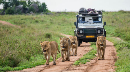 10 common safari mistakes to avoid