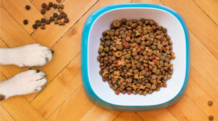 10 dog food deals to check out this Black Friday