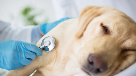 10 Signs of Illness to Look Out for in Dogs