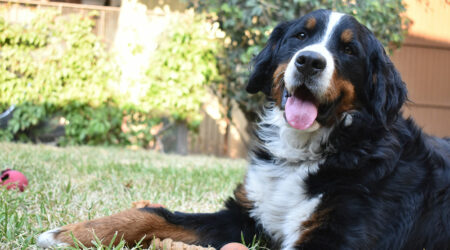 10 science-based benefits of having a dog